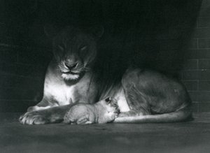 Een leeuwin en welp liggen in de schaduw van de achterkant van hun verblijf, London Zoo, oktober 1925