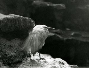 Een Kleine Zilverreiger rustend tussen rotsen in London Zoo in 1930 (zwart-wit foto) door Frederick William Bond