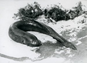 Een Longvis rustend uit het water in London Zoo in september 1928
