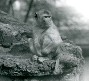 Een Makaak zittend op een rots in London Zoo door Frederick William Bond