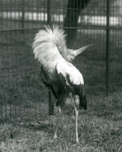 Een Maguarireiger die de op-en-neer display uitvoert, London Zoo, juli 1925
