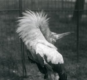 Een Maguarireiger die de op-en-neer display uitvoert, London Zoo, juli 1925