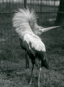 Een Maguari Ooievaar voert de op-en-neer display uit, London Zoo, juli 1925