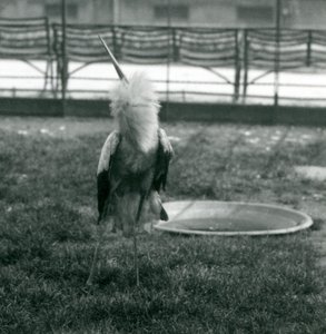 Een Maguari Ooievaar die de op-en-neer beweging uitvoert terwijl hij op gras staat naast een klein betonnen zwembad, London Zoo, juli 1925