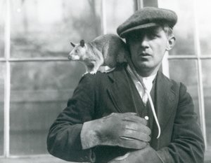 Een Malagassische reuzenrat zit op de schouder van zijn verzorger, London Zoo door Frederick William Bond