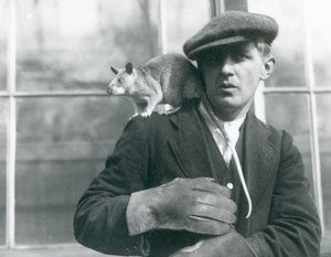 Een Malagassische Reuzenrat zit op de schouder van zijn verzorger, London Zoo