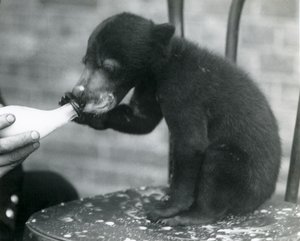 Een Maleise of zonnebeerwelp zittend op een stoel terwijl hij door zijn verzorger met een fles wordt gevoed, London Zoo, 1920s door Frederick William Bond