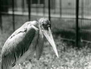 Een Maraboe in zijn verblijf in London Zoo in september 1928