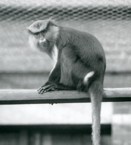 Een Mona Aap zittend op een horizontale paal in zijn verblijf in London Zoo in september 1925 door Frederick William Bond