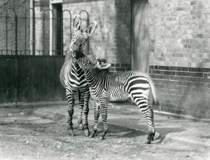 Een Bergzebra en haar veulen in London Zoo in 1929 (zwart-wit foto)