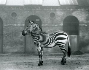Een bergzebra staand in zijn paddock, voor de hoge deuren van het giraffenhuis in London Zoo in 1927 door Frederick William Bond