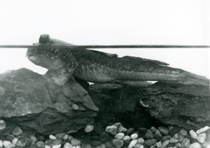 Een Modderkruiper, rustend op ondergedompelde rotsen, met zijn ogen boven water, London Zoo door Frederick William Bond