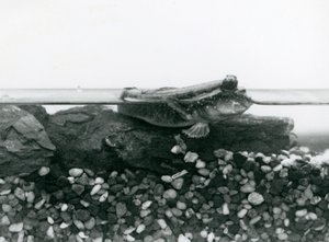 Een modderkruiper rustend op ondergedompelde rotsen, met zijn ogen boven water, London Zoo