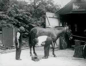 Een muilezel wordt beslagen in London Zoo in 1924