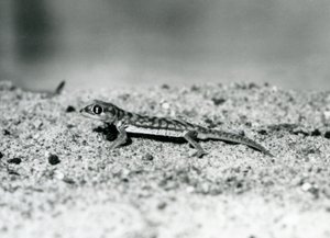 Een Namib zandgekko/Webvoetgekko staand op zand, London Zoo, september 1928 (zwart-wit foto) door Frederick William Bond