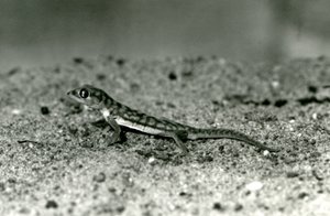 Een Namib zandgekko/Webvoetgekko staand op zand, London Zoo, september 1928 door Frederick William Bond