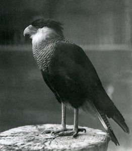 Een noordelijke kuifcaracara in de London Zoo