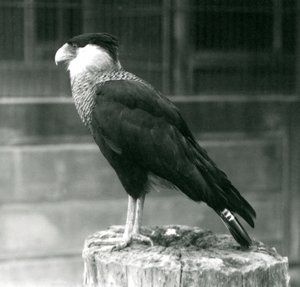 Een Noordelijke Kuifcaracara staand op een stam bij London Zoo, september 1925