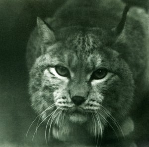 Een Noordelijke lynx, London Zoo, februari 1925