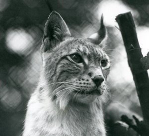 Een Noordelijke Lynx in London Zoo, juli 1925