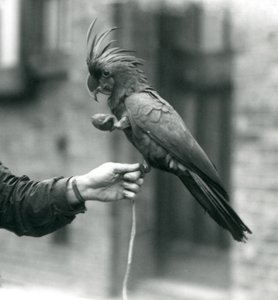 Een PalmGoliathGrote Zwarte Kakatoe die met één voet aan de vinger van een verzorger hangt en een ei-vormige traktatie in de andere houdt, London Zoo, september 1927 door Frederick William Bond