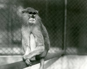 Een Patas/Wadi/Hussar Aap zittend op een tak in de London Zoo in 1928 door Frederick William Bond