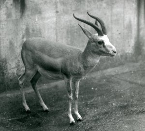 Een Perzische, Goitered, of Zwartstaartgazelle in de London Zoo, augustus 1927 door Frederick William Bond