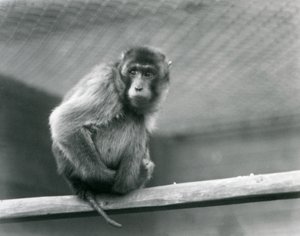 Een makaak met varkensstaart zittend op een zitstok in zijn verblijf in London Zoo (zwart-wit foto) door Frederick William Bond