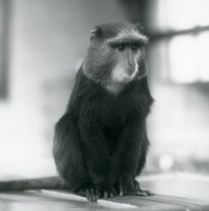 Een Pluto-aap, of Blauwe Aap, zittend op een bank, London Zoo door Frederick William Bond