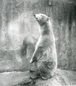 Een ijsbeer zittend op zijn achterpoten in de London Zoo in 1929 door Frederick William Bond
