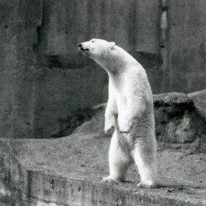Een IJsbeer die rechtop staat, op zijn achterpoten, aan de rand van zijn verblijf op de Mappin Terrassen, London Zoo