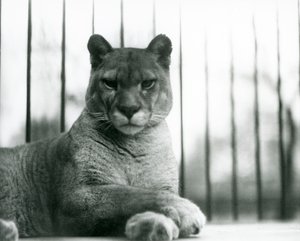 Een poema/cougar/bergleeuw/catamount rustend in de London Zoo in 1931 door Frederick William Bond