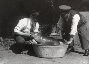 Een dwergnijlpaard in bad in ZSL London Zoo, augustus 1928 door Frederick William Bond