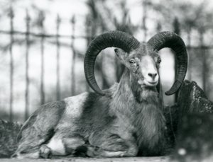 Een Ram zittend in de London Zoo, 1925