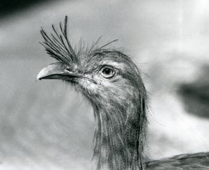 Een Roodpootseriema in London Zoo in 1929 (zwart-wit foto)