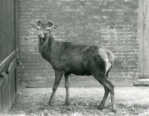 Een Edelhert met ontluikend gewei, London Zoo, augustus 1928 (zwart-wit foto)