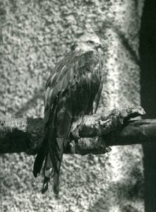 Een rode wouw zittend op een tak in London Zoo in 1924 door Frederick William Bond