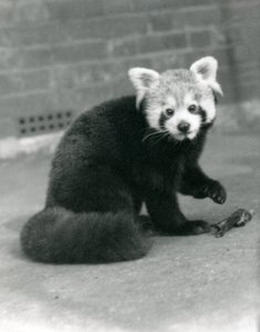 Een Rode Panda zittend in de London Zoo, 1917 door Frederick William Bond