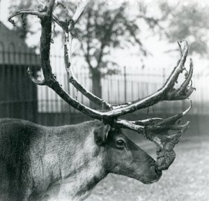 Een rendierbok die fluweel van zijn gewei afwerpt, London Zoo door Frederick William Bond
