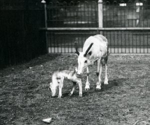 Een rendier met haar kalf in de dierentuin van Londen, maart 1914 door Frederick William Bond