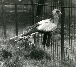 Een secretarisvogel in London Zoo, september 1923