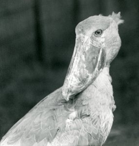 Een schoenbekooievaar, London Zoo, juli 1926 door Frederick William Bond