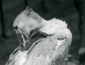 Een schoenbekooievaar die zijn veren poetst in de London Zoo in 1926