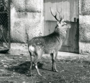 Een Sika Japanse Gevlekte Hert staand in zijn omheining, London Zoo, augustus 1927 door Frederick William Bond