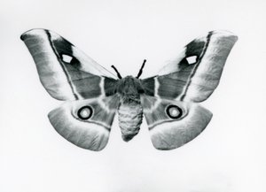 Een zijderups, Bunaea caffraria, bij de London Zoo, voor 1930