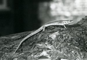 Een Skink rustend op een boomstam in London Zoo in 1929 (zwart-wit foto) door Frederick William Bond
