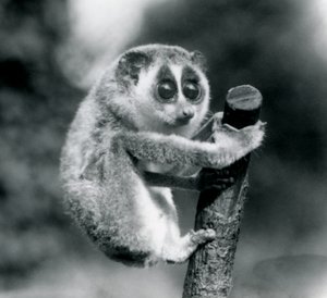 Een slanke lori die zich vasthoudt aan het uiteinde van een tak, London Zoo, augustus 1926