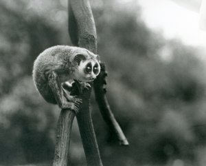 Een Slanke Lori kijkend naar beneden vanaf een tak, London Zoo, augustus 1926