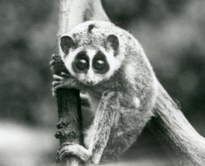 Een Slanke Loris kijkend naar beneden vanaf een tak, London Zoo, augustus 1926