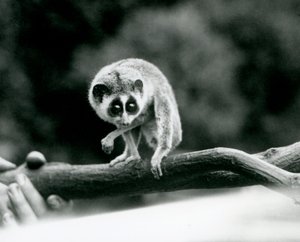 Een Slanke Loris kijkend naar beneden vanaf een tak die in de handen van een verzorger wordt gehouden, London Zoo, augustus 1926